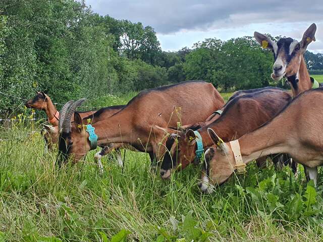 Les Caprines de Fons