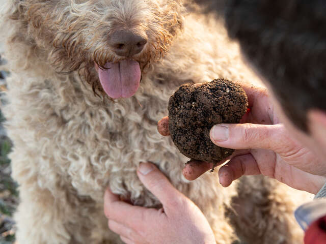Marché aux truffes de Saint-Céré