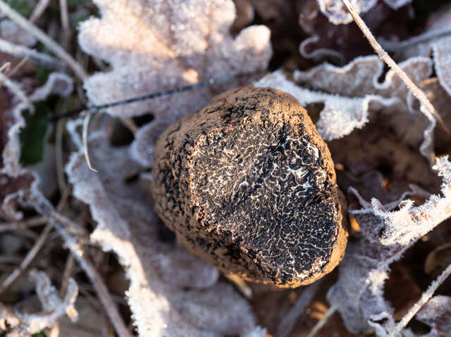 Marché aux truffes de Gignac