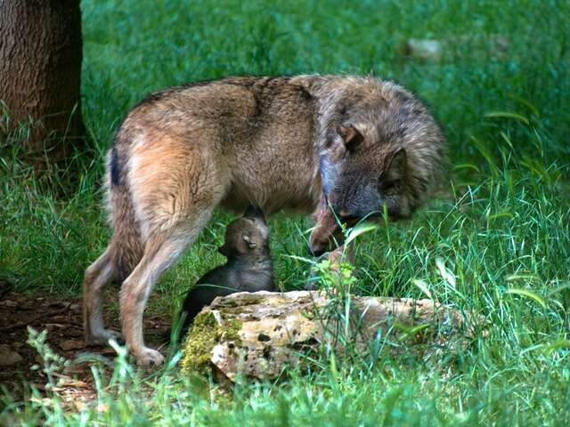 Parc Animalier de Gramat