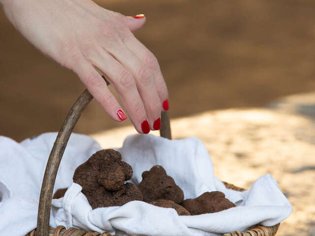 Marché aux truffes de Martel