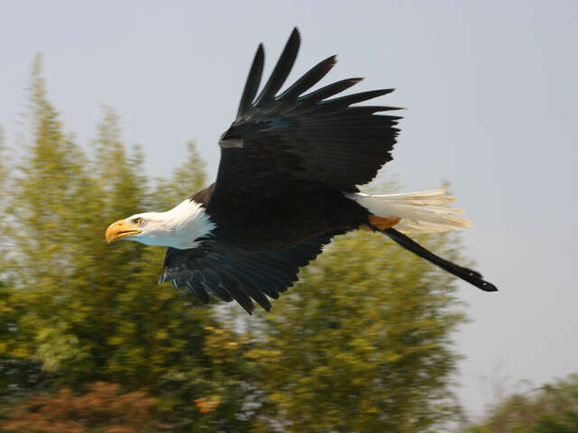 Ecoparc du Rocher des Aigles