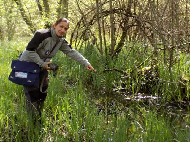 Explorez le Marais de Bonnefont : une aventure immersive au cœur de la biodiversité !