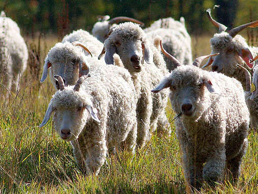 Ferme du Pech de l'Abeille - Elevage de chèvres Angora et d'Alpagas- Laine Mohair et Alpaga