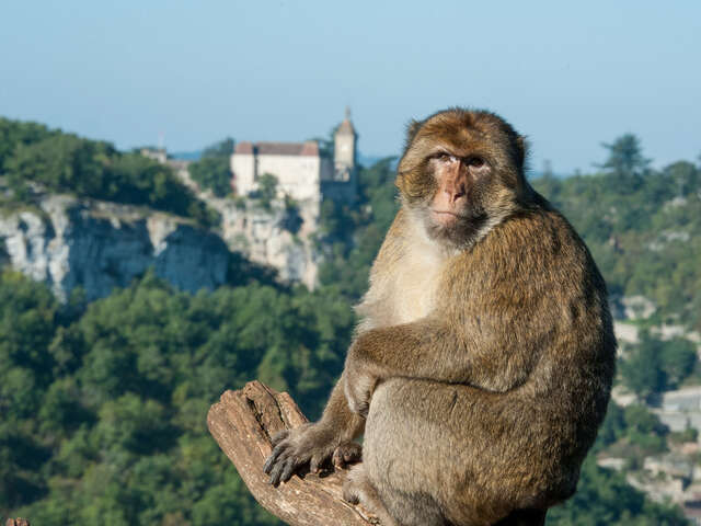 La Forêt des Singes