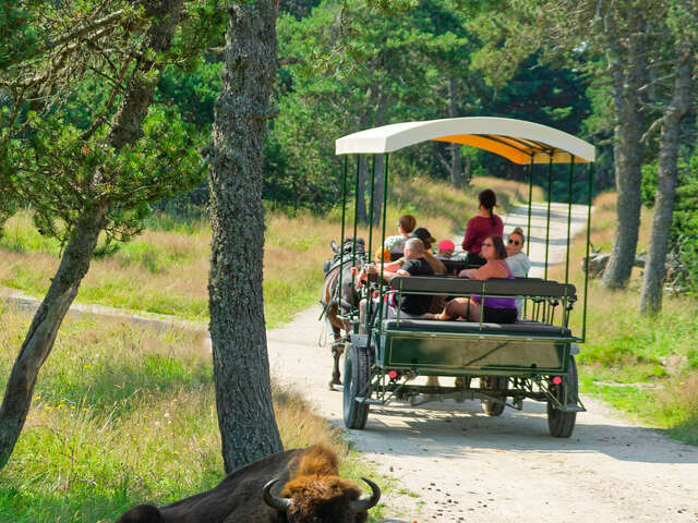 RESERVE DES BISONS D'EUROPE