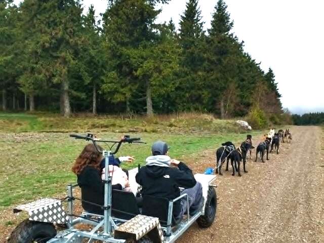 MEUTMATAH - CHIENS DE TRAÎNEAUX