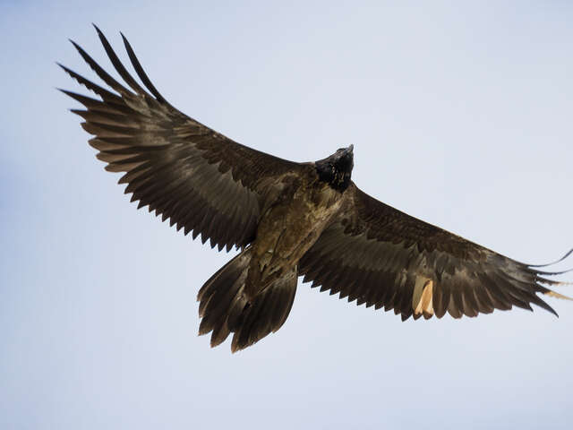 MIGRATION DES OISEAUX