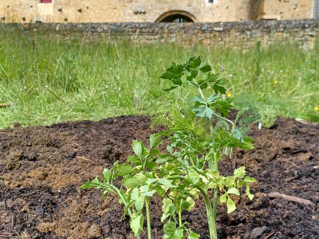 Les Rendez-Vous du Moyen Age : « Le jardin médiéval »