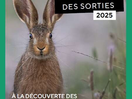 La reproduction des amphibiens