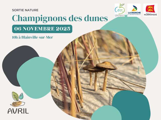 Champignons des dunes