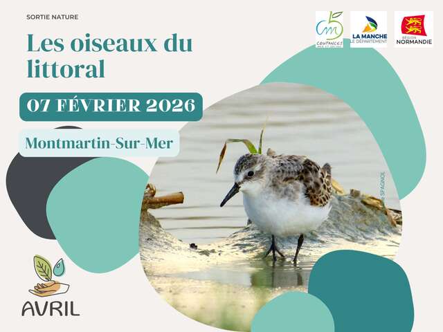 Les oiseaux du littoral