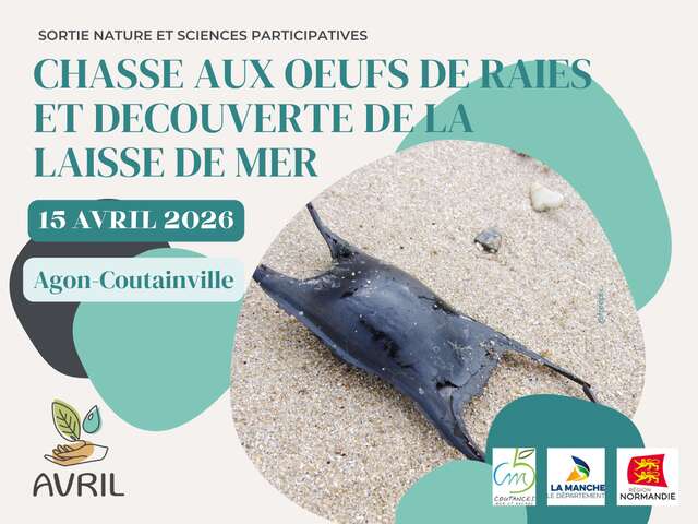 Chasse aux oeufs de raies et découverte de la laisse de mer
