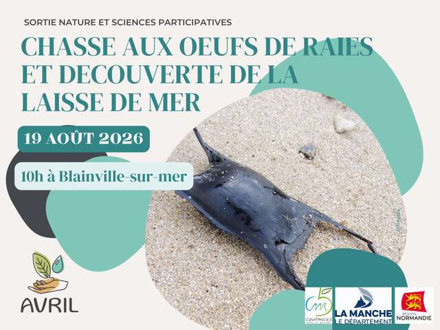 Chasse aux oeufs de raies et découverte de la laisse de mer
