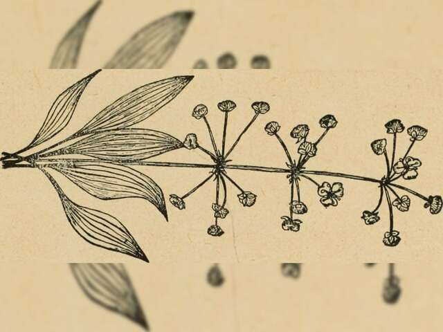 Atelier Herbier dessiné