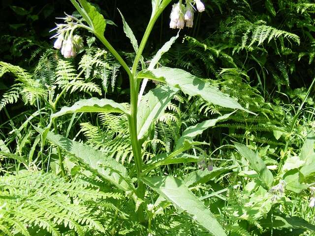 Plantes comestibles et médicinales à Hambye