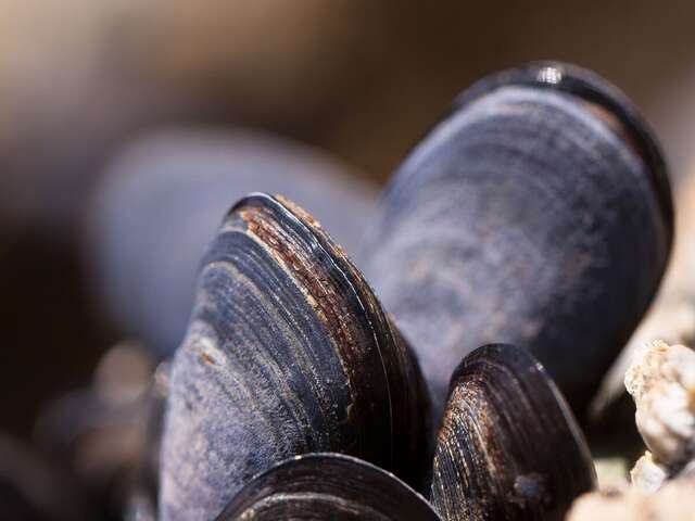 Fêtes des moules