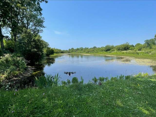 La Mare aux grenouilles