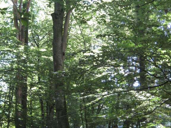 Auprès de mon arbre