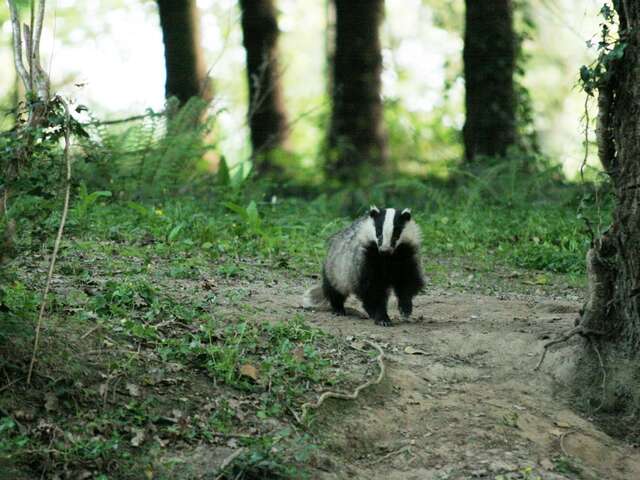 Sur la piste des animaux