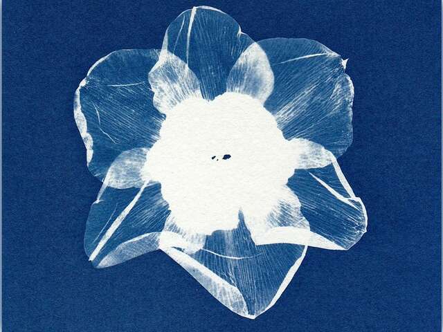 Initiation au cyanotype