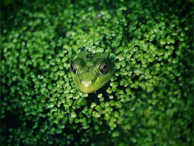 Exposition sur les zones humides et la biodiversité