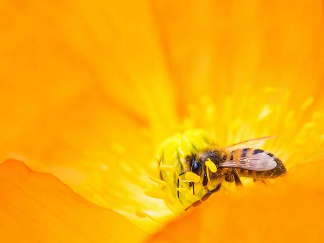 Il faut sauver les abeilles