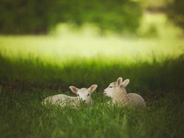Visite libre de ferme La Parenthèse