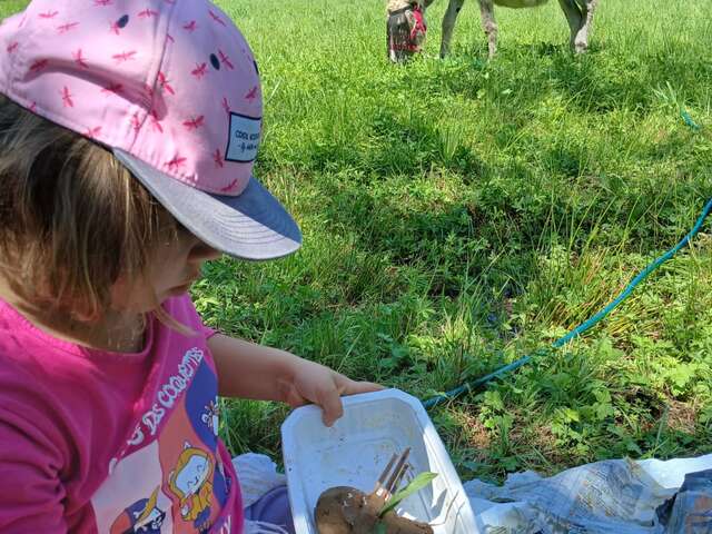 Stage « Ânes et nature » en famille. Thème : "Insectes & Cie"