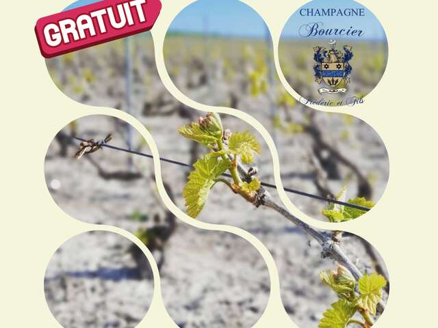 Champagne Bourcier : Portes Ouvertes