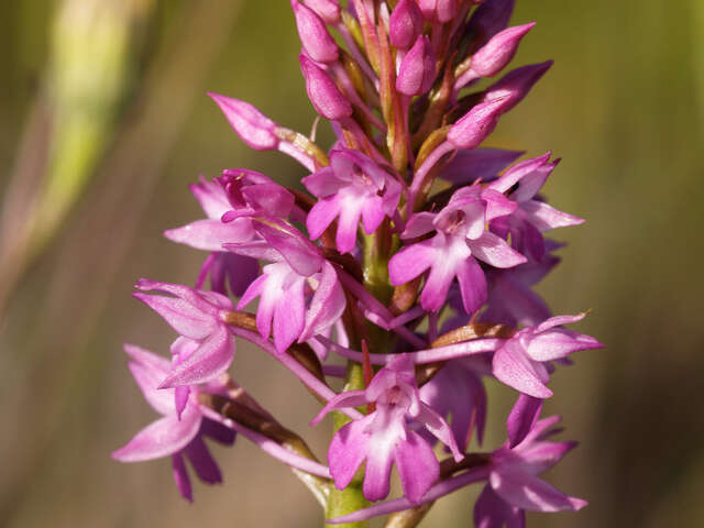 Escapades : Découverte des orchidées