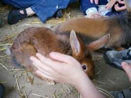 FERME DECOUVERTE ET PEDAGOGIQUE LA GASSELINAIS