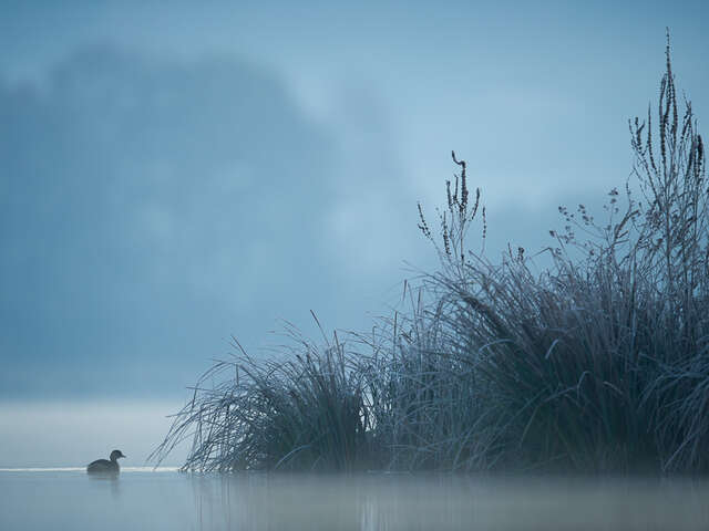 FORMATION PIE-GRIECHE ECORCHEUR