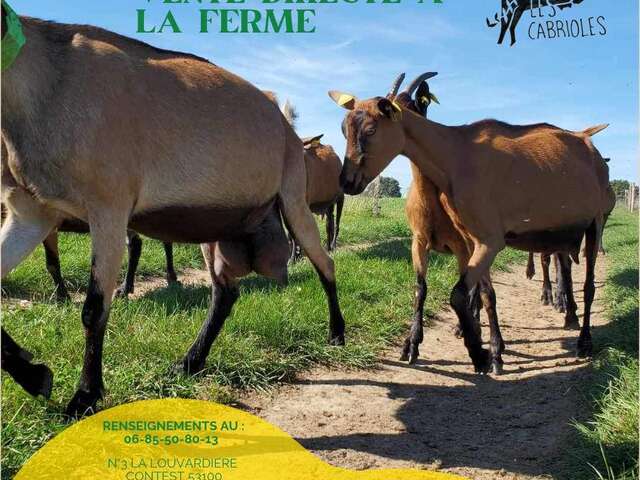 CHEVRERIE LES CABRIOLES - CONTEST