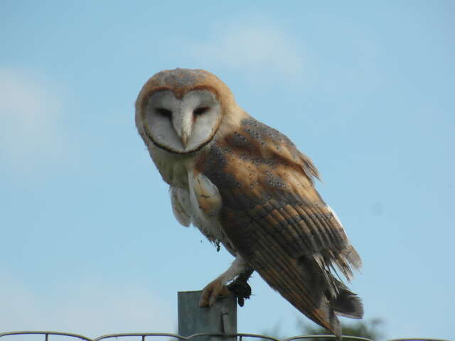 Sortie nature "Rapaces et animaux nocturnes"