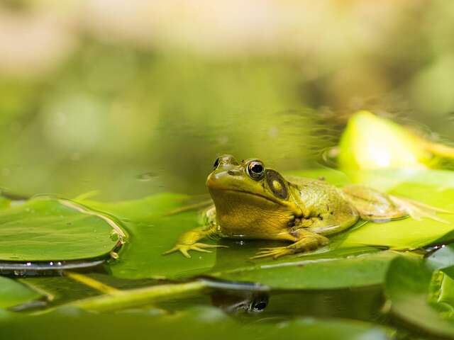 DECOUVERTE DES AMPHIBIENS