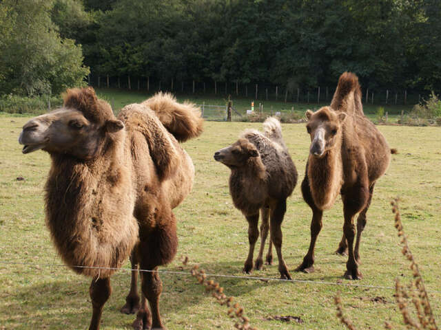 Parc animalier d'Ecouves