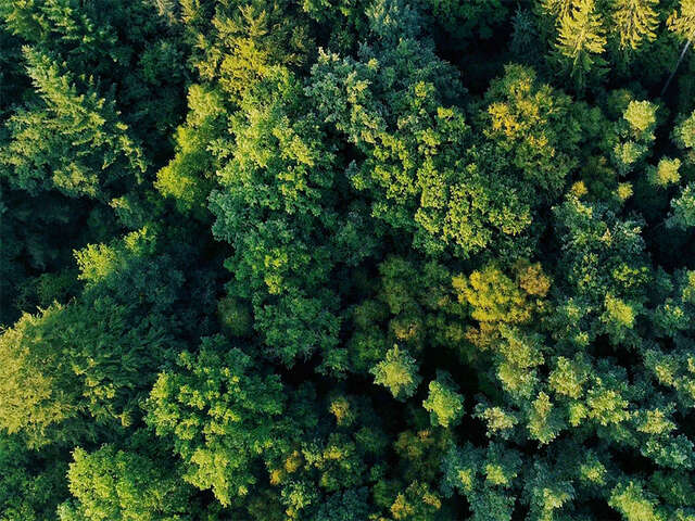 Sortie crépusculaire en forêt des Andaines