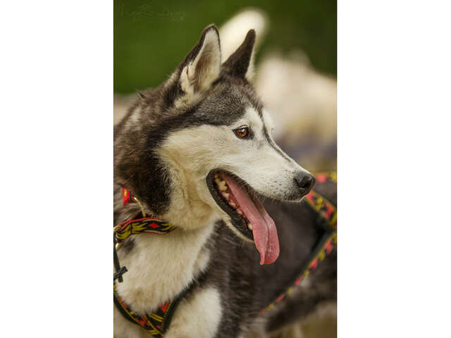 Cani Rando Récréative dans les Alpes Mancelles