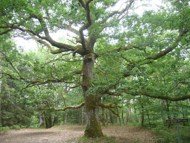 Circuit de randonnée : La forêt de Drouille