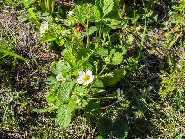 Découvrir les plantes sauvages comestibles