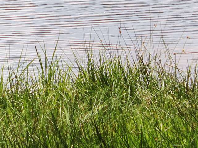 Etang de la Marchette