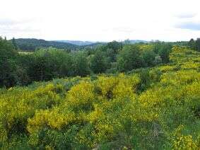 Forêt domaniale de la Feuillade