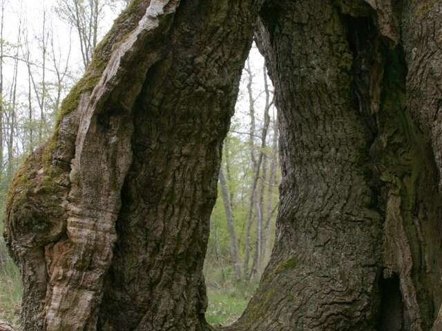 Circuit de randonnée :  L’Arbre du Loup