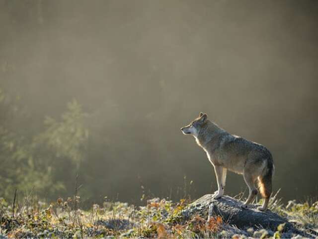 Parc animalier Les Loups de Chabrières