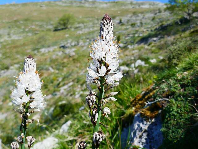 BALADE ACCOMPAGNÉE DU JEUDI À LA DÉCOUVERTE DE LA FLORE PYRÉNÉENNE.