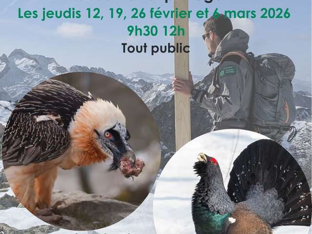 Balade hivernale "Faune sauvage en hiver" focus Gypaète barbu et Grand tétras