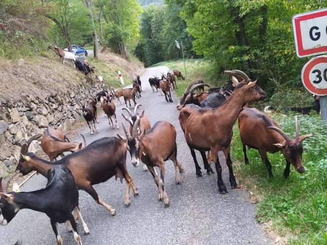 LA CHEVRERIE DE GOUAUX