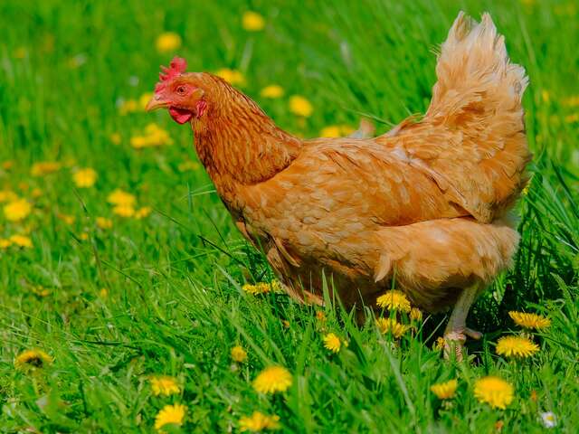 LA FERME DU TUCOULET