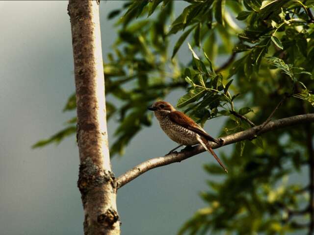 A l'écoute de la nature, par Paul Venheres, musicien et preneur de sons